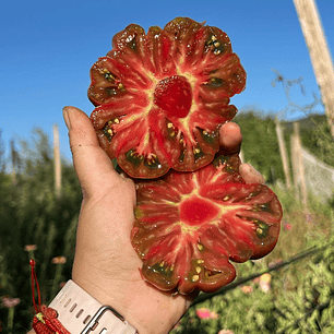 Zapoteca Brown Flesh